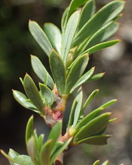 Cliffortia drepanoides