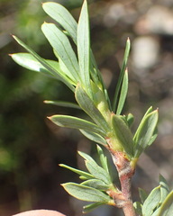 Cliffortia drepanoides