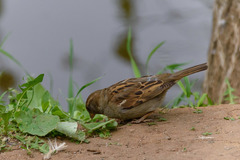 Passer domesticus
