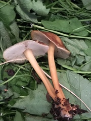 Gymnopus ocior