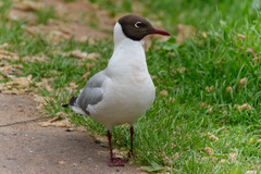 Chroicocephalus ridibundus