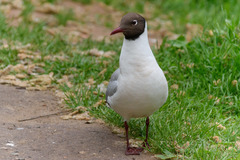 Chroicocephalus ridibundus