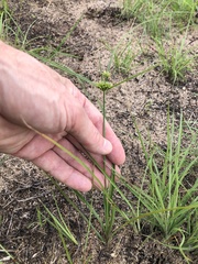 Cyperus grayioides