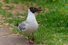 Chroicocephalus ridibundus