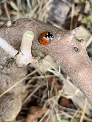Coccinella septempunctata