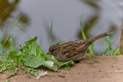 Passer domesticus