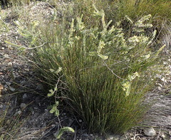 Struthiola argentea