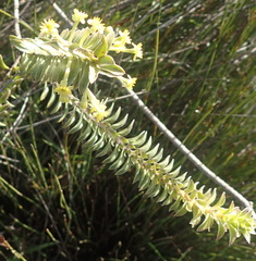 Struthiola argentea