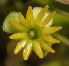 Struthiola argentea