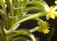 Struthiola argentea