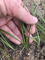 Cyperus grayioides