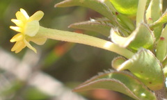 Struthiola argentea