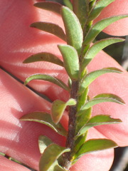 Struthiola argentea