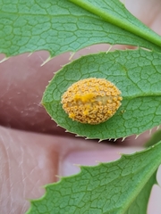 Puccinia graminis