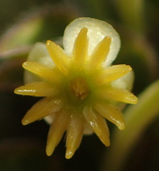 Struthiola argentea