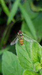 Episyrphus balteatus