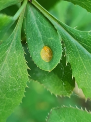 Puccinia graminis