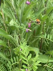 Bombus pascuorum