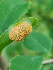 Puccinia graminis
