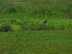 Rostrhamus sociabilis