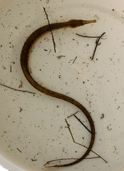 Syngnathus temminckii