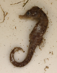 Hippocampus capensis