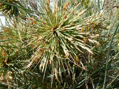 Spinifex longifolius