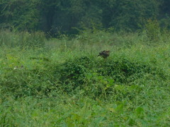 Rostrhamus sociabilis