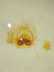 Colyttus