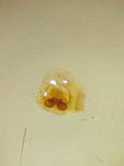 Colyttus