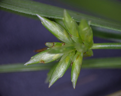 Cyperus grayioides