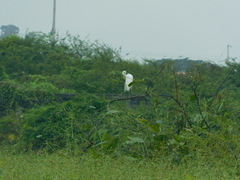 Ardea alba