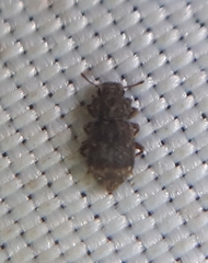 Zopheridae