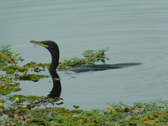 Nannopterum brasilianum