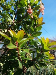 Arbutus × andrachnoides
