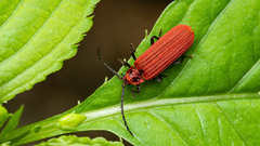 Lopheros rubens