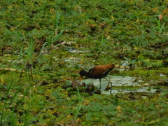 Jacana jacana