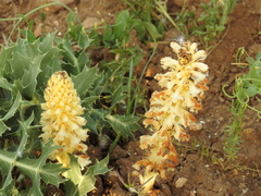 Orobanche amethystea amethystea