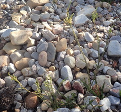 Struthiola parviflora