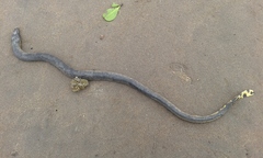 Hydrophis platurus