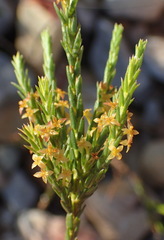Struthiola parviflora