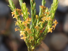 Struthiola parviflora