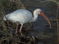 Eudocimus albus