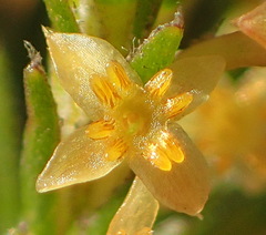 Struthiola parviflora