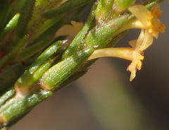 Struthiola parviflora