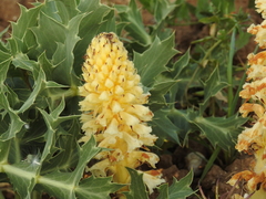 Orobanche amethystea amethystea