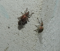 Sciaphobus squalidus