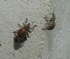 Sciaphobus squalidus