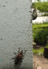 Sciaphobus squalidus