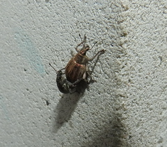 Sciaphobus squalidus